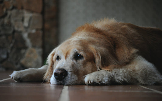 Caring for Your Older Dog: Essential Tips and Joint Support Supplements