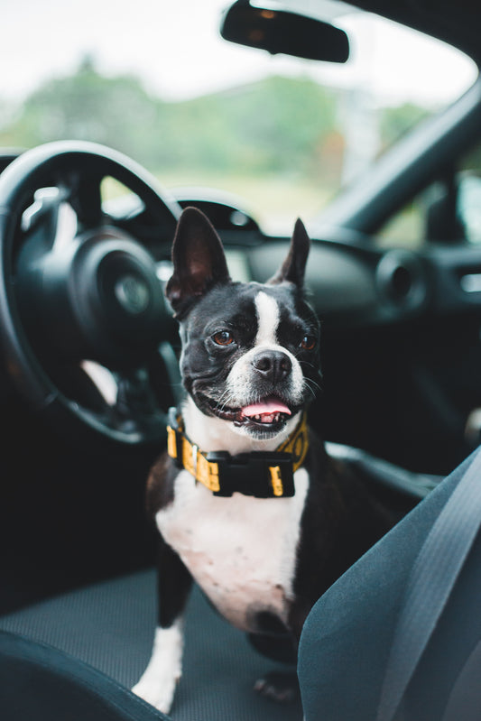 dog riding in car, dog in car, dog travel