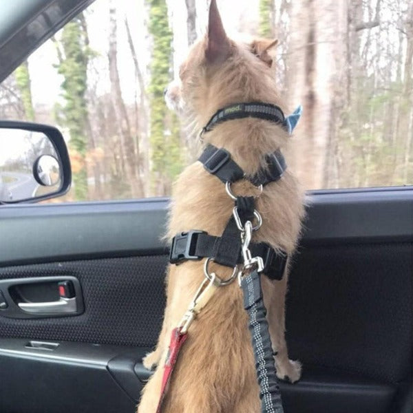 The Bungee Dog Seat Belt